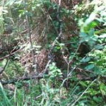 На Витебщине в лесах устанавливают камеры видеонаблюдения «в камуфляже»