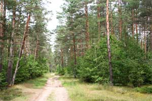 В большинстве районах Брестчины введен запрет на посещение лесов