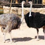 Каменецкий фермер снабжает национальный театр перьями чёрного африканского страуса