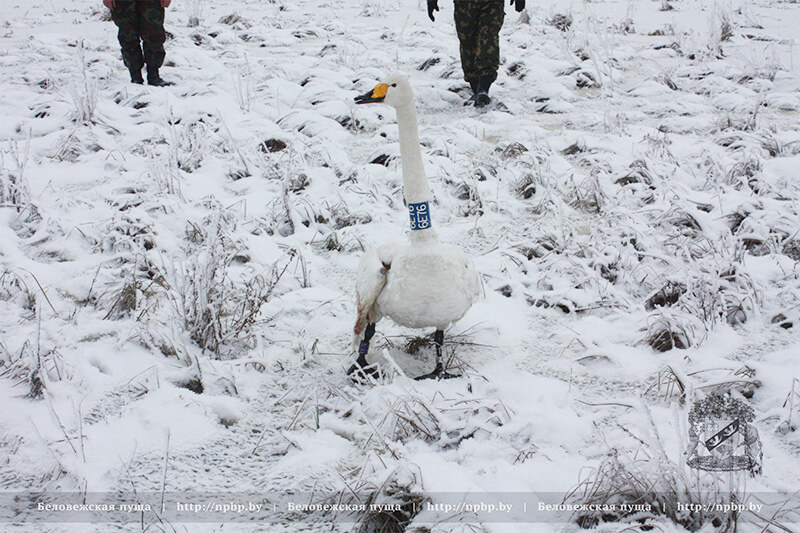 В Беловежской пуще рыбаки спасли лебедя, который вмерз в лёд