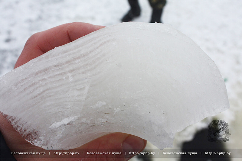 В Беловежской пуще рыбаки спасли лебедя, который вмерз в лёд